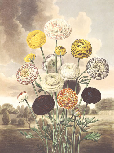 Jahrriesnge Floral of flower lpf04700 