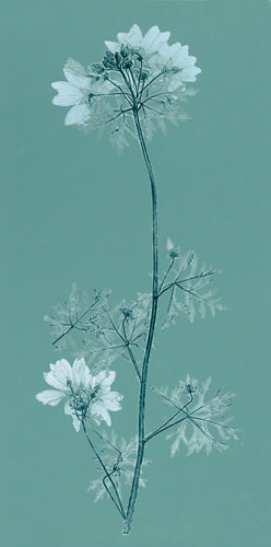 JAHRRIESNGE Floral of flowers lpf04841 