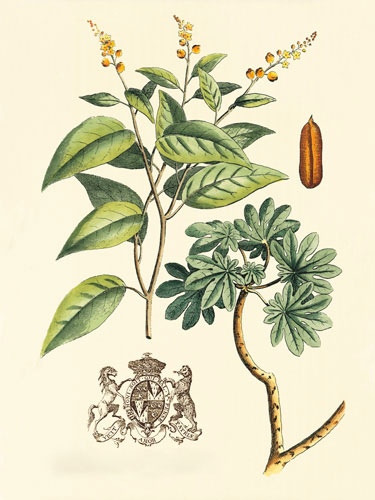 Jahrriesnge Floral of flowers-lpf06641 