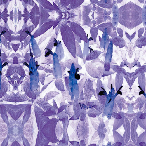 Jahrriesnge Floral of flowers-lpf06741 