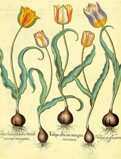 Jahrriesnge Floral of flowers-lpf06877 