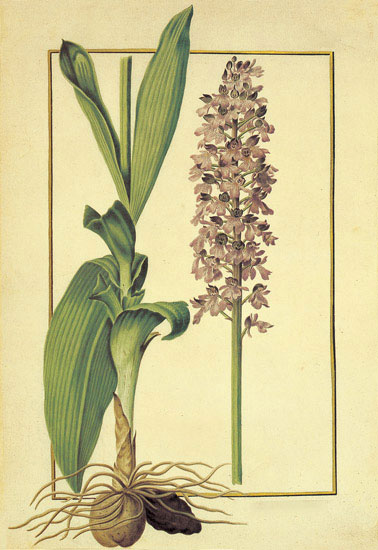 Jahrriesnge Floral of flowers-lpf06879 