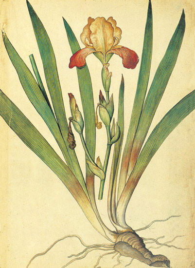 Jahrriesnge Floral of flowers-lpf06880 