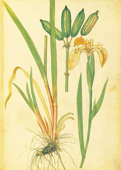 Jahrriesnge Floral of flowers-lpf06885 