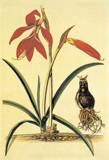 Jahrriesnge Floral of flowers-lpf06886 