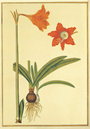 Jahrriesnge Floral of flowers-lpf06887 