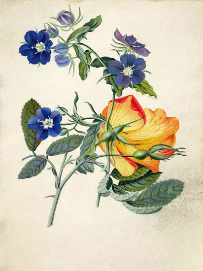 Jahrriesnge Floral of flowers-lpf06889 