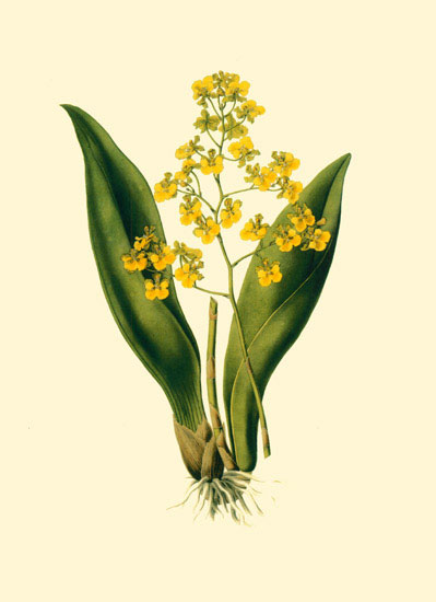 Jahrriesnge Floral of flowers-lpf06890 