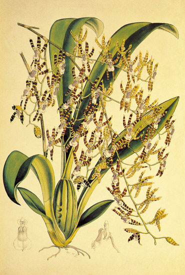 Jahrriesnge Floral of flowers-lpf06891 