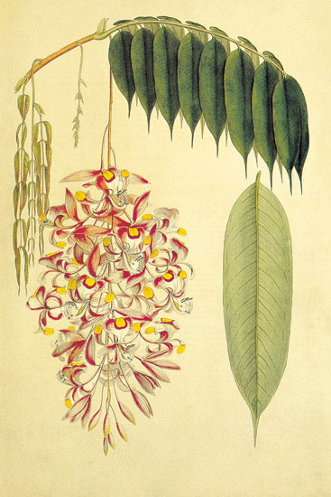 Jahrriesnge Floral of flowers-lpf06893 