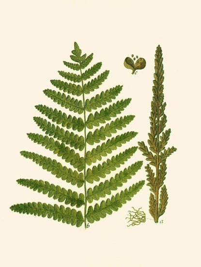 Jahrriesnge Floral of leaves-lpf06898 