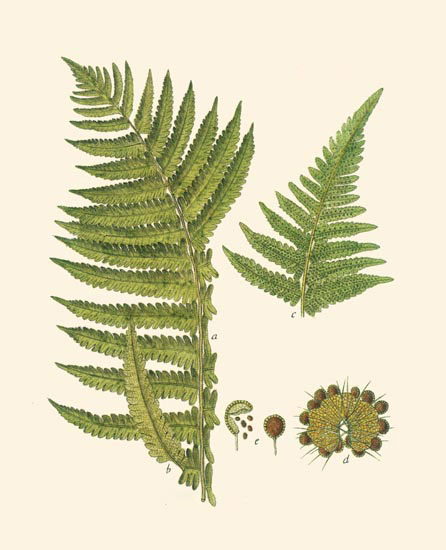 Jahrriesnge Floral of leaves-lpf06900 