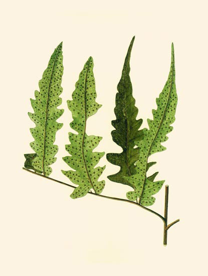 Jahrriesnge Floral of leaves-lpf06901 