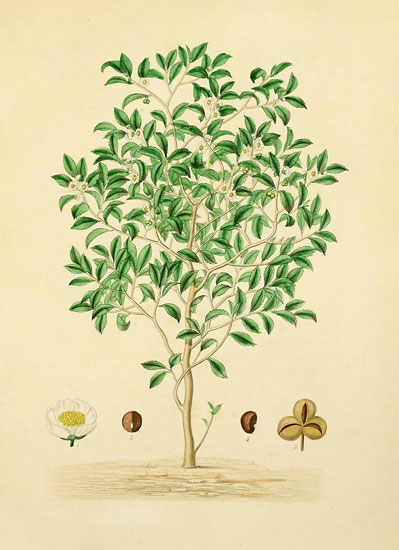 JAHRRIESNGE Floral of flowers lpf07934 